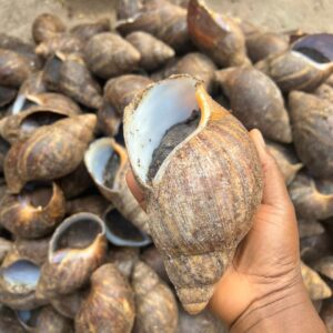 Live Snails