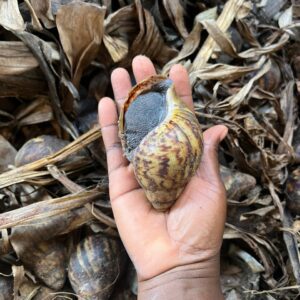 Live Snails (for Snail Faming)