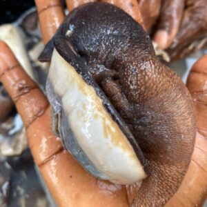 Fresh Snails